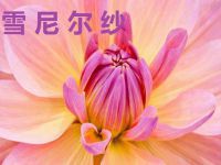 雪尼尔纱养生会所